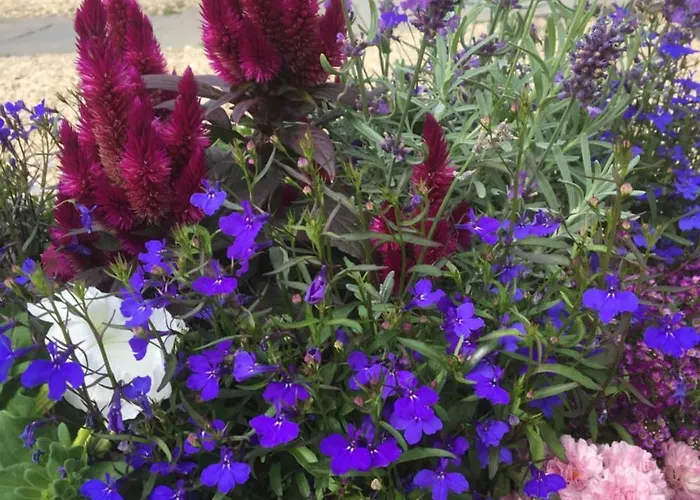 The Ibrox Casa de hóspedes 3*