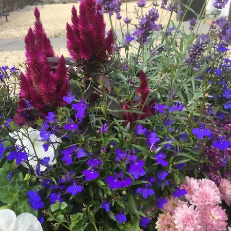 The Ibrox Maison d'hôtes 3*